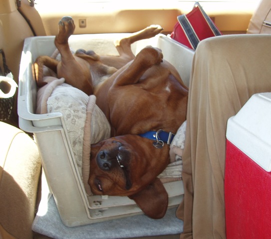 Quigley relaxed in the car